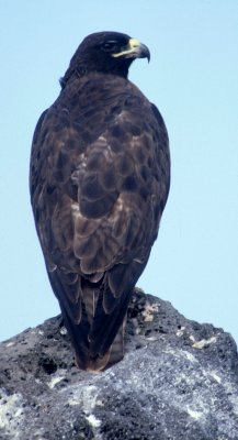 BIRD - HAWK - GALAPAGOS A.jpg