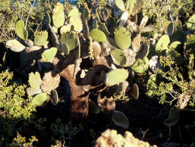 GALAPAGOS - OPUNTIA TREE.jpg