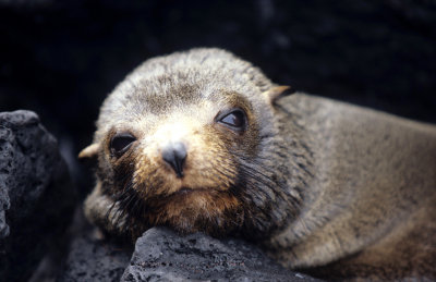 PINNIPEDS - GALAPAGOS FUR SEAL.jpg