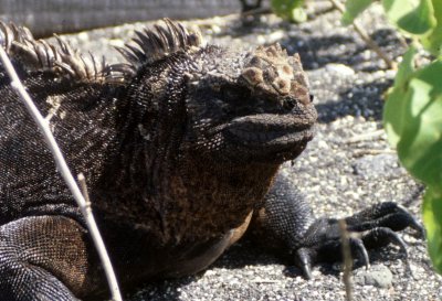 REPTILES - IGUANA - MARINE Q1.jpg