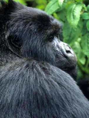 PRIMATE - GORILLA-RWANDA PARC DU VULCANS (10).jpg