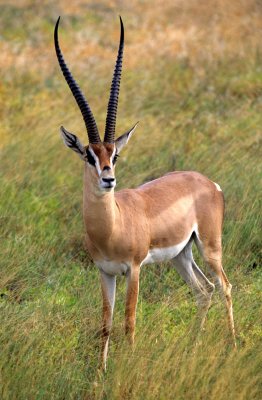 BOVID - GRANT'S GAZELLE-UGANDA.jpg