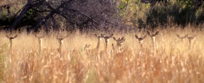 BOVID - IMPALLA-OKAVANGO (5).jpg