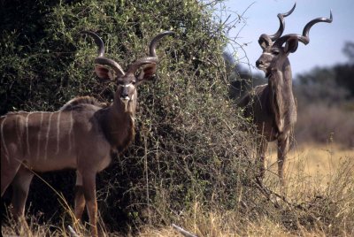 BOVID - KUDU-GREATER-CHOBE (4).jpg