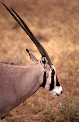 BOVID - ORYX - BEISA - SHABA (2).jpg