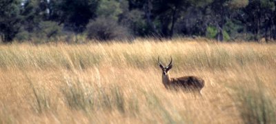 BOVID - REEDBUCK - UGANDA  (3).jpg