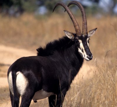 BOVID - SABLE - BLACK - CHOBE (12).jpg