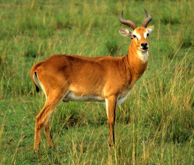 BOVID - UGANDA KOB - QE.jpg