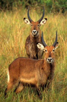 BOVID - WATERBUCK - DEFASSA - UGANDA (4).jpg