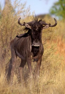 BOVID - WILDEBEEST- BLUE - OKAVANGO (2).jpg