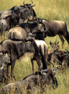 BOVID - WILDEBEEST- GREY - SERENGETI (10).jpg