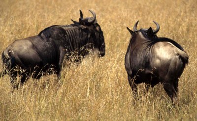 BOVID - WILDEBEEST- GREY - SERENGETI (9).jpg