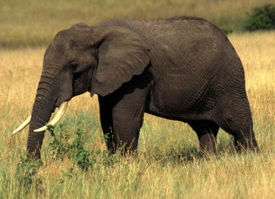 ELEPHANT - SERENGETI 16.jpg