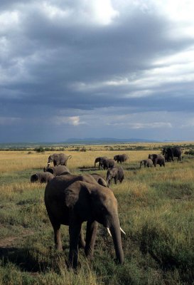 ELEPHANT - SERENGETI 3.jpg