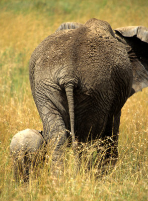 ELEPHANT - SERENGETI.jpg