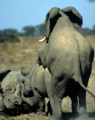 ELEPHANT - ZIMBABWE M.jpg