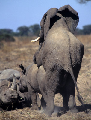 ELEPHANT - ZIMBABWE.jpg