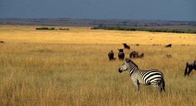 EQUIN - ZEBRA - COMMON - SERENGETI (10).jpg