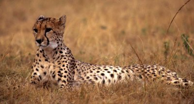 FELID - CHEETAH - KRUGER (13).jpg