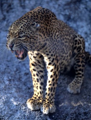 FELID - LEOPARD - ZIMBABWE (4).jpg