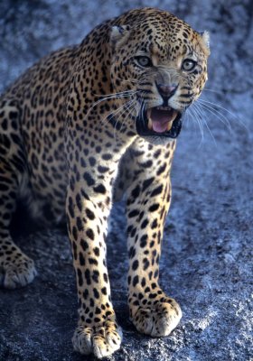 FELID - LEOPARD - ZIMBABWE (6).jpg