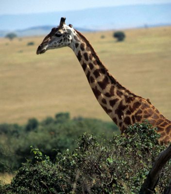 GIRAFFE-MASAI-SERENGETI 3.jpg