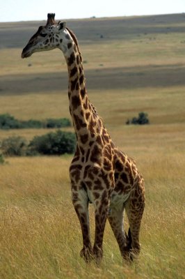 GIRAFFE-MASAI-SERENGETI 4.jpg