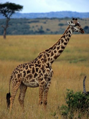 GIRAFFE-MASAI-SERENGETI 6.jpg