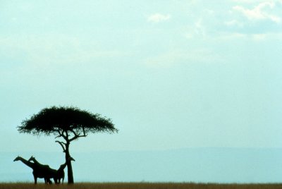 GIRAFFE-MASAI-SERENGETI.jpg