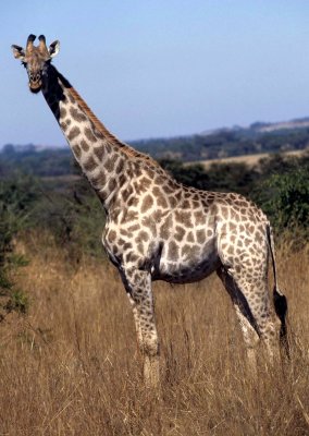 GIRAFFE-SOUTHERN - KRUGER 1.jpg