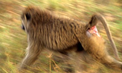 PRIMATE - BABOON-OLIVE - SERENGETI 2.jpg