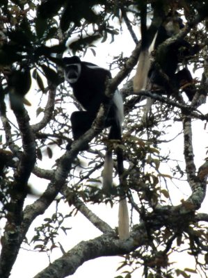 PRIMATE - BLACK AND WHITE COLOBUS - UGANDA.jpg