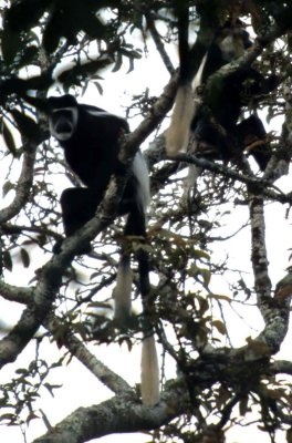 PRIMATE - BLACK AND WHITE COLOBUS - UGANDAA.jpg