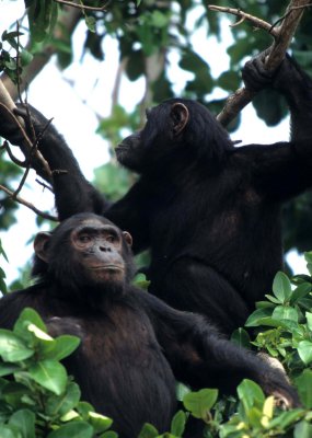 PRIMATE - CHIMP - UGANDA 1.jpg