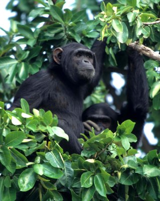 PRIMATE - CHIMP - UGANDA 3.jpg