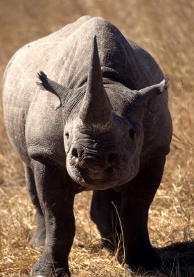 RHINO- BLACK - ZIMBABWE 17.jpg