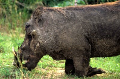 SUIDAE - WARTHOG-UGANDA (4).jpg