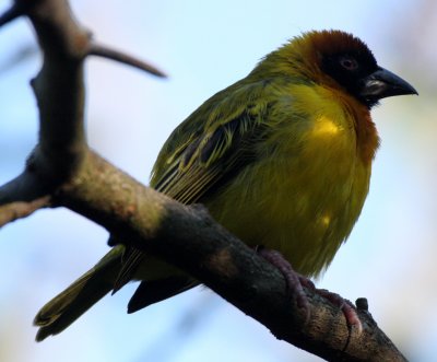 BIRD - WEAVER - MASKED WEAVER - WOODLAND PARK  (3).JPG