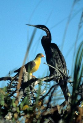 BIRDS - AFRICAN DARTER & GREEN PIGEON.jpg