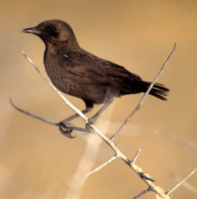 BIRDS - ANTEATING CHAT - KALAHARI.jpg