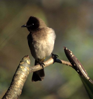 BIRDS - BULBUL - BLACKEYED - KRUGER.jpg