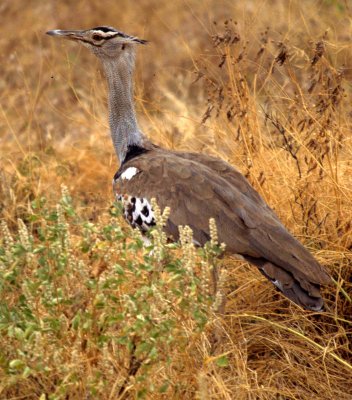 BIRDS - BUSTARD - KORI - KENYA B.jpg