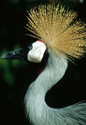 BIRDS - CRANE - CROWNED CRANE - SOUTHERN D.jpg