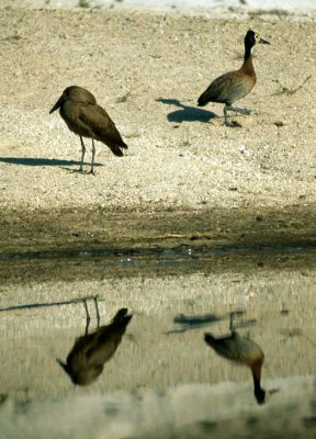 BIRDS - HAMMERKOP & WHITEFACED DUCK - KRUGER.jpg