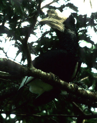 BIRDS - HORNBILL - BLACK AND WHITE CASQUED - UGANDA A.jpg