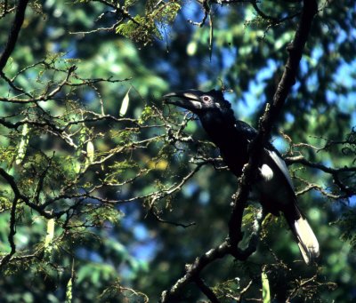 BIRDS - HORNBILL - BLACK AND WHITE CASQUED FEMALE.jpg