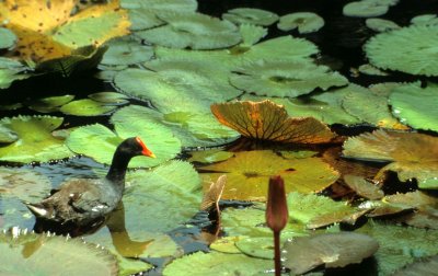 BIRDS - MOORHEN - KRUGER.jpg