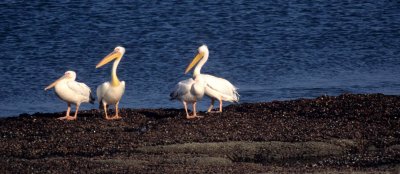 BIRDS - PELICAN - WHITE - NAMIBIA.jpg