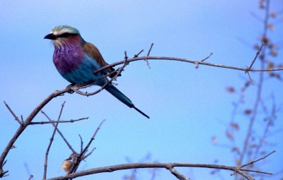 BIRDS - ROLLER - LILAC BREASTED - OKAVANGO d.jpg