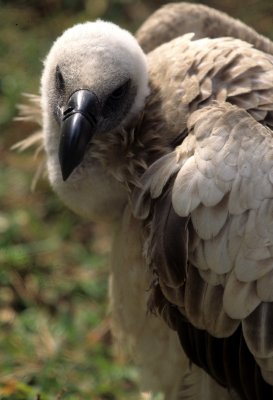 BIRDS - VULTURE - WHITEBACKED A.jpg